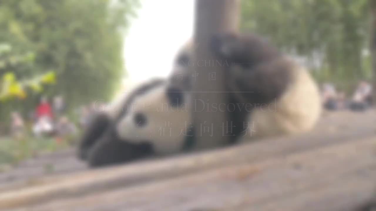 美丽中国之大熊猫主题 08.大熊猫走向世界