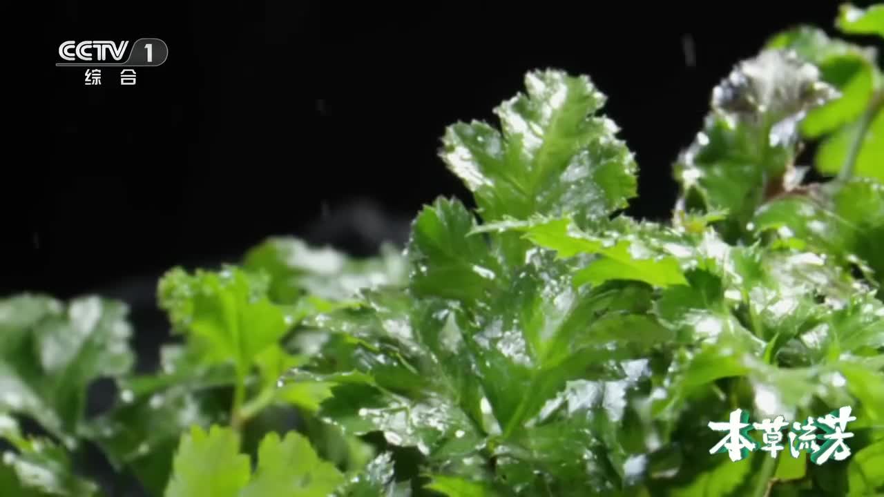 稀释25万倍依然能尝到苦味，黄连中的苦究竟从何而来？《本草流芳》 第7集 苦口良药 ｜ CCTV「本草流芳」_1080p