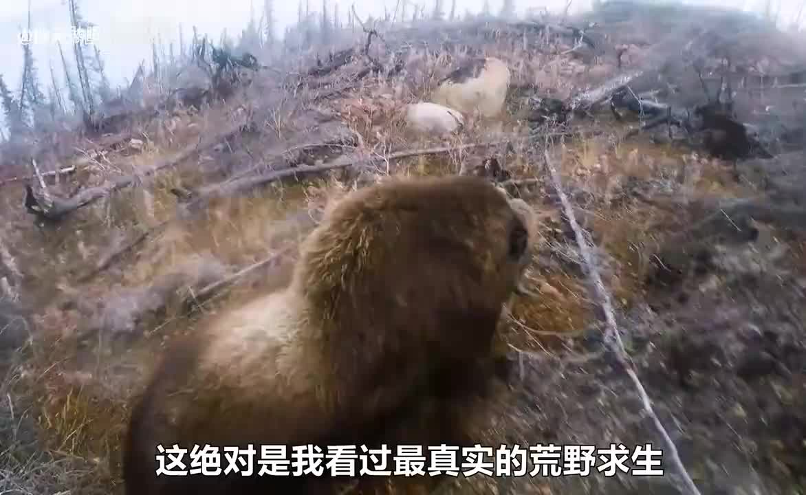 一口气带你看完荒野独居第七季，罗兰大神手刃700斤麝牛_20250606_093141