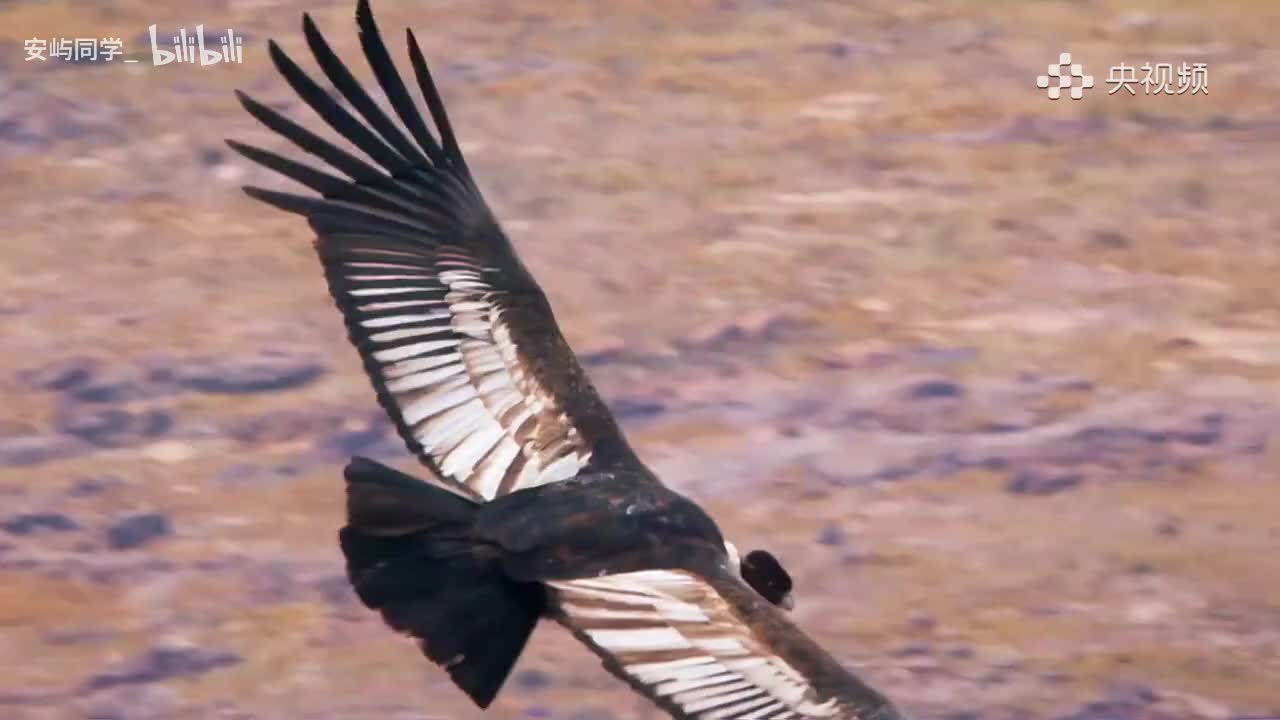 《鸟类的崛起》第2集