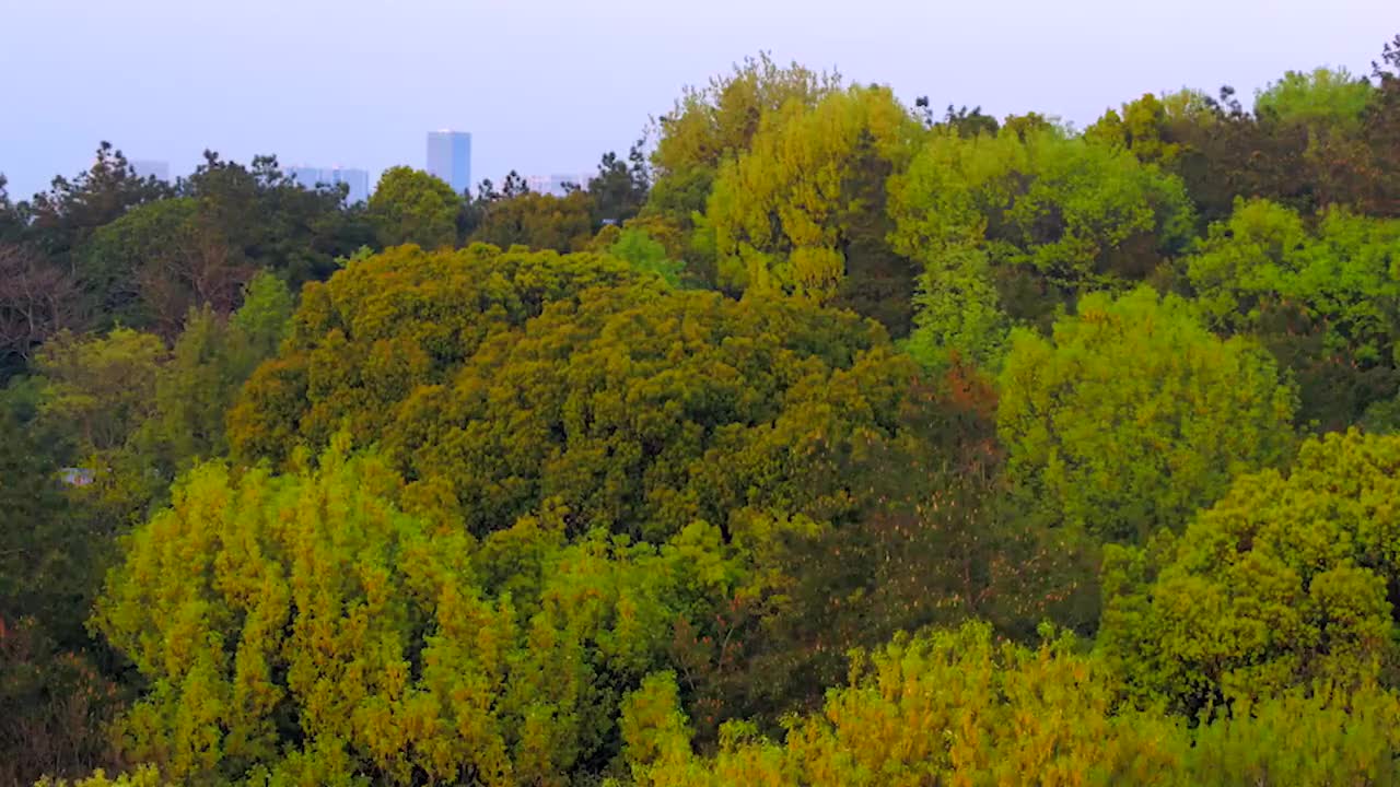034-最美樱花谷 (江苏太湖)