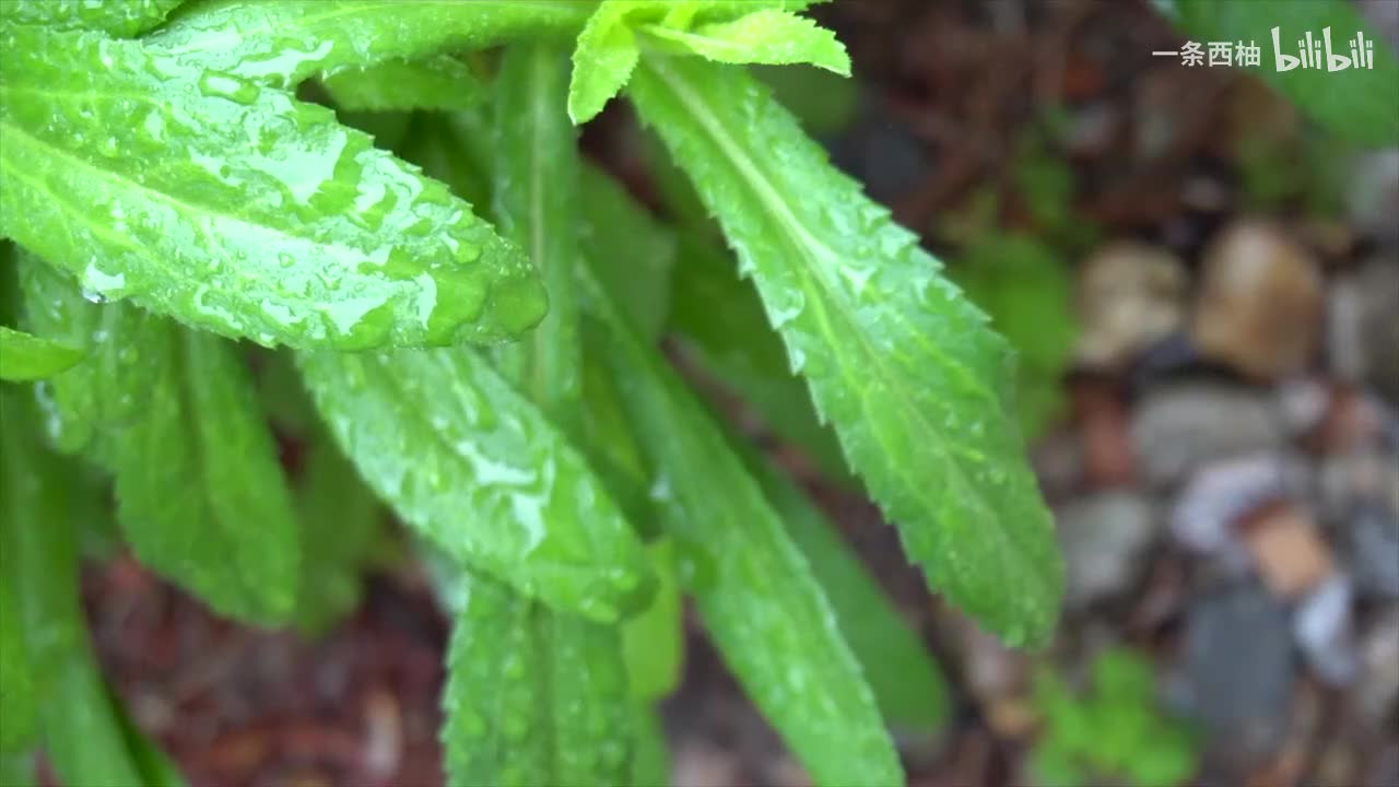 雨中氛围感 (80)