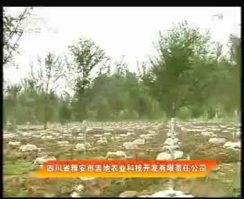 吉地农业科技 2012.3.14