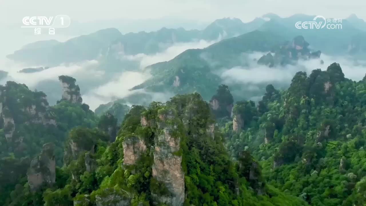 稷山板枣古树群