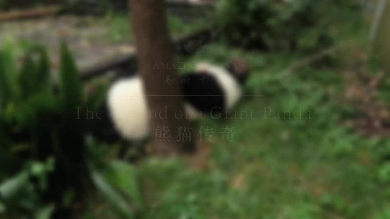美丽中国之大熊猫主题 13.熊猫传奇