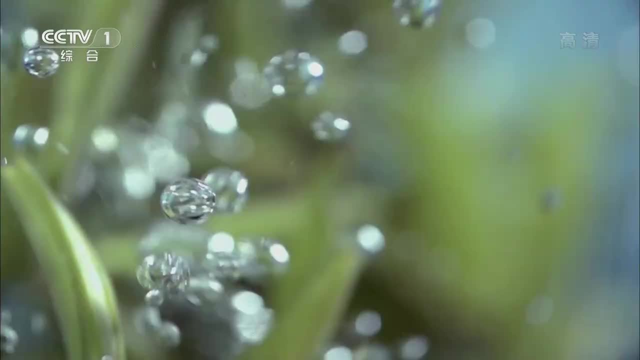 6.一碗茶汤见人情