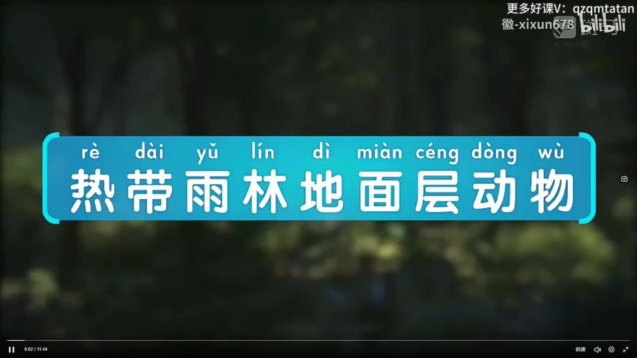 6.热带雨林地面层动物