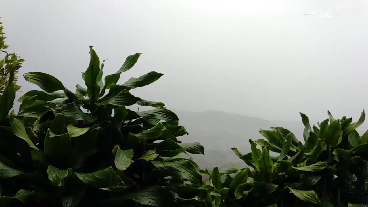 雨中氛围感 (54)