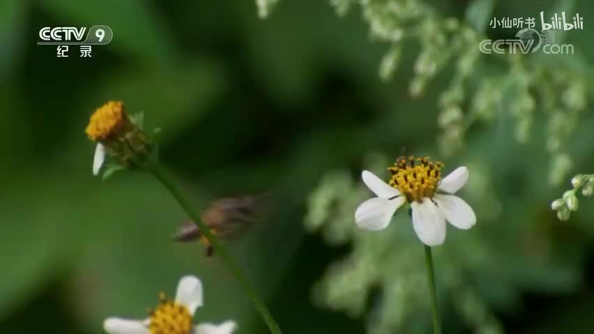 8.昆虫的盛宴：甜蜜的回报（2）