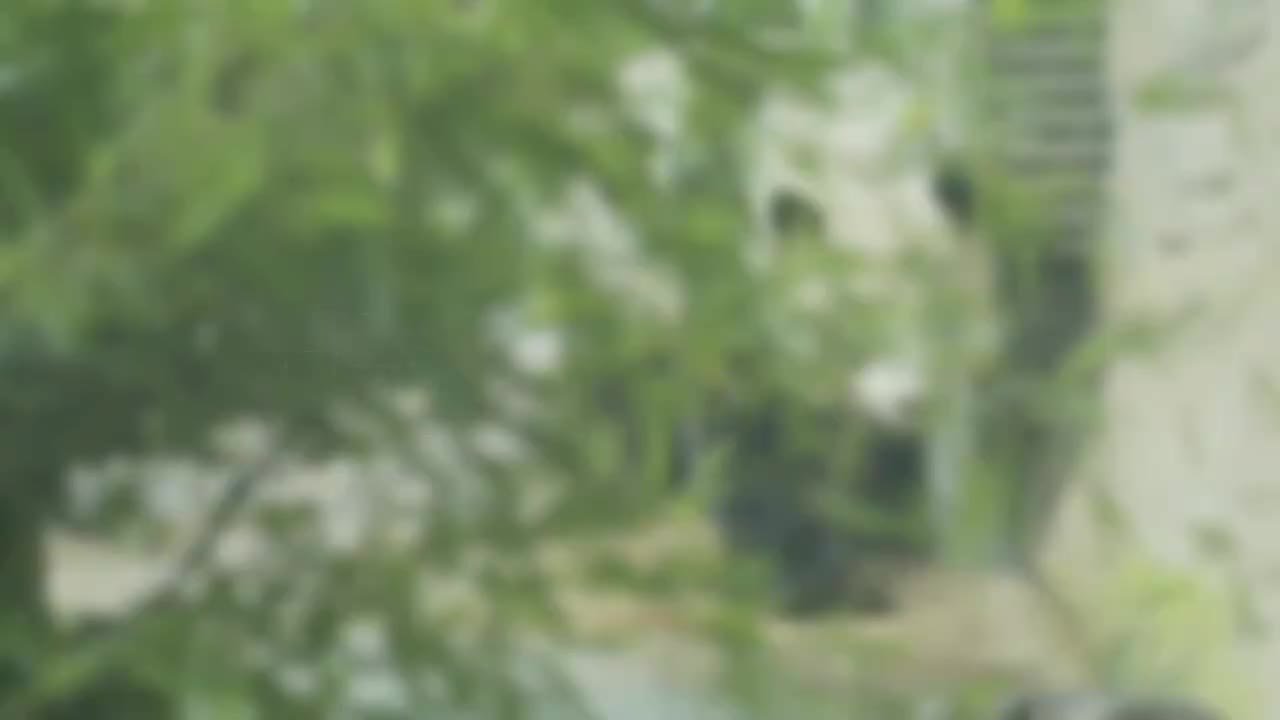 067-Giant Pandas Going Abroad 大熊猫出国记