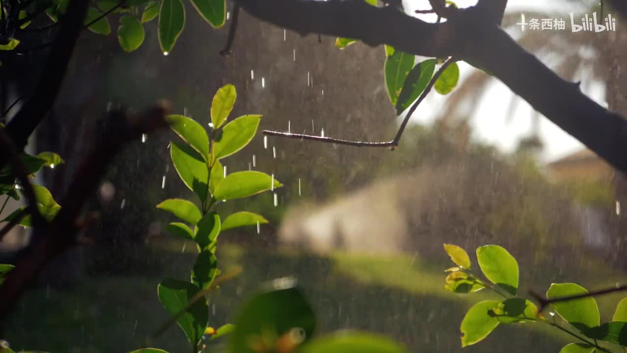 雨中氛围感 (82)