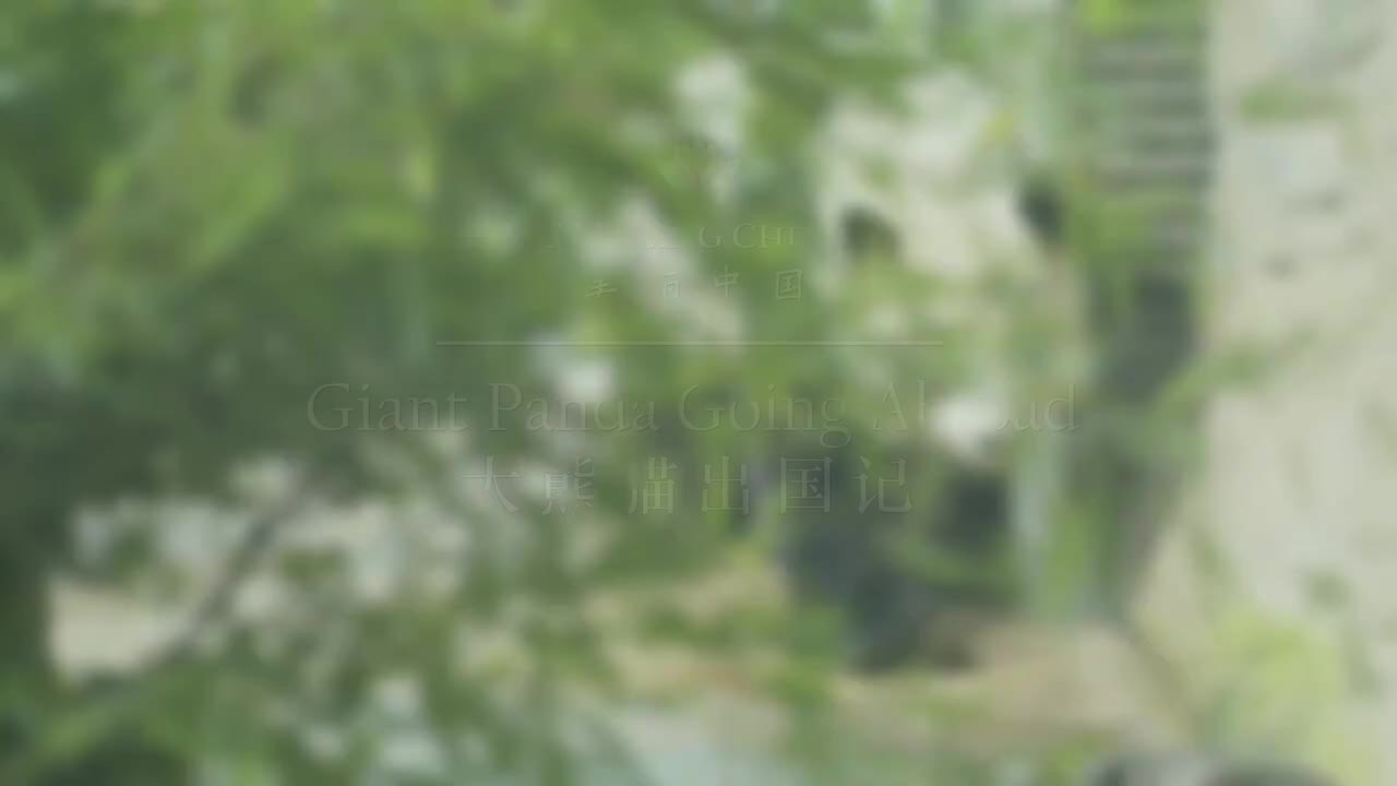 美丽中国之大熊猫主题 05.大熊猫出国记