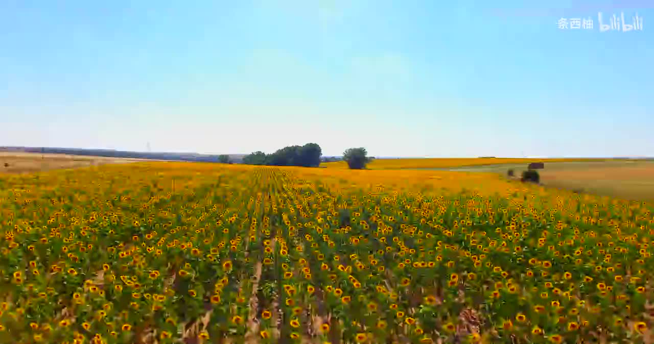 航拍大片向日葵