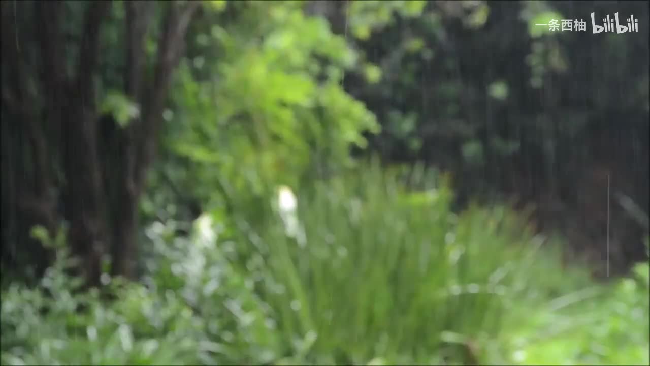雨中氛围感 (36)