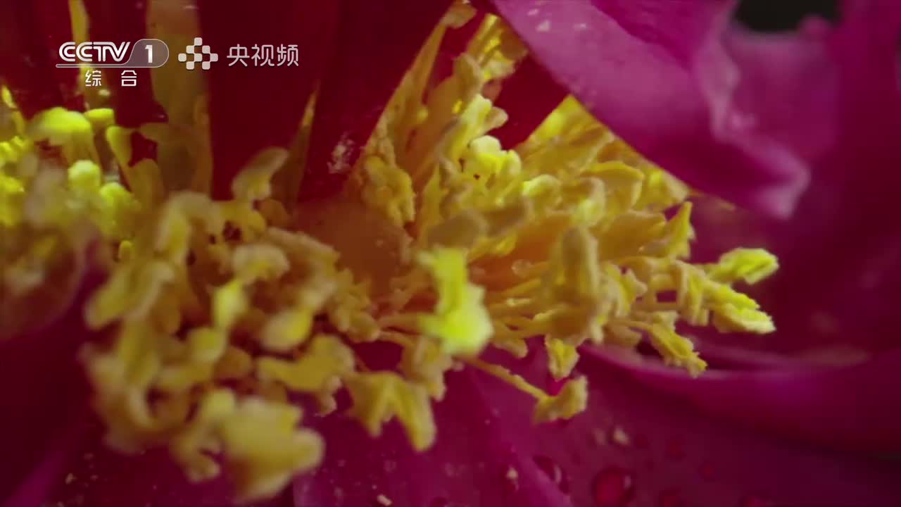 第6集：十方九归 当归