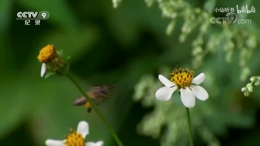 7.昆虫的盛宴：甜蜜的回报（1）