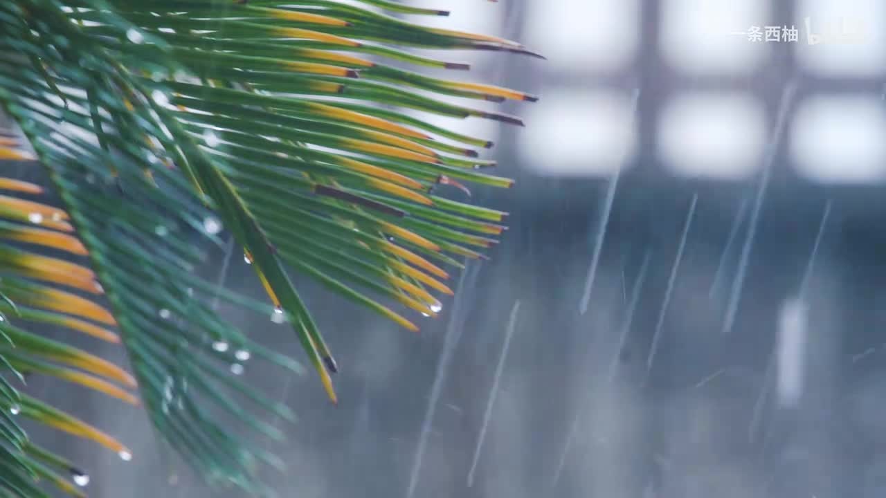 雨中氛围感 (98)