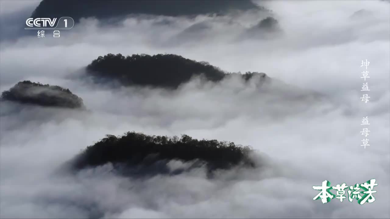 武则天曾用它制作美容配方，古希腊产妇用它缓解分娩痛楚，“坤草”益母如何呵护女性健康？《本草流芳》 第5集 坤草益母 ｜ CCTV「本草流芳」_1080p