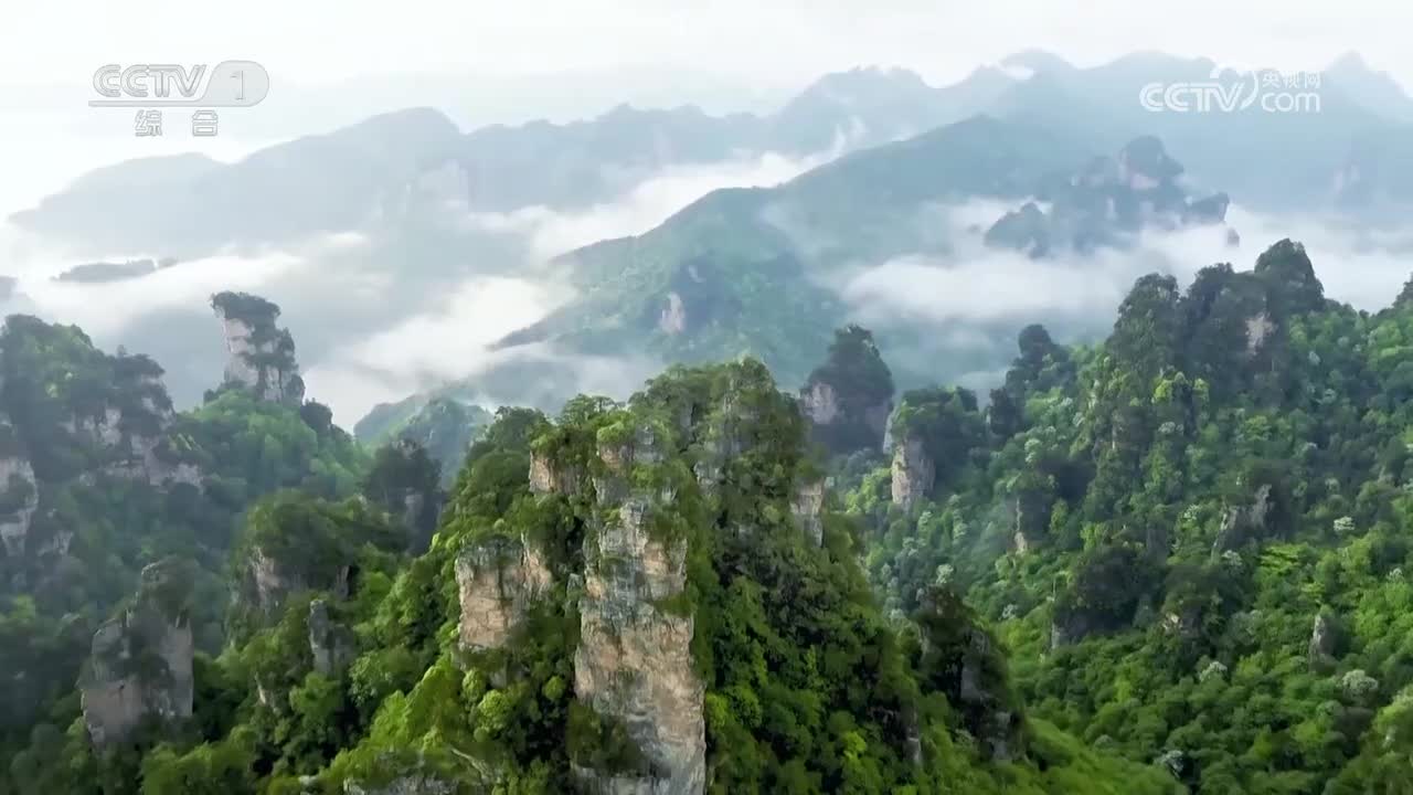 渑池周柏