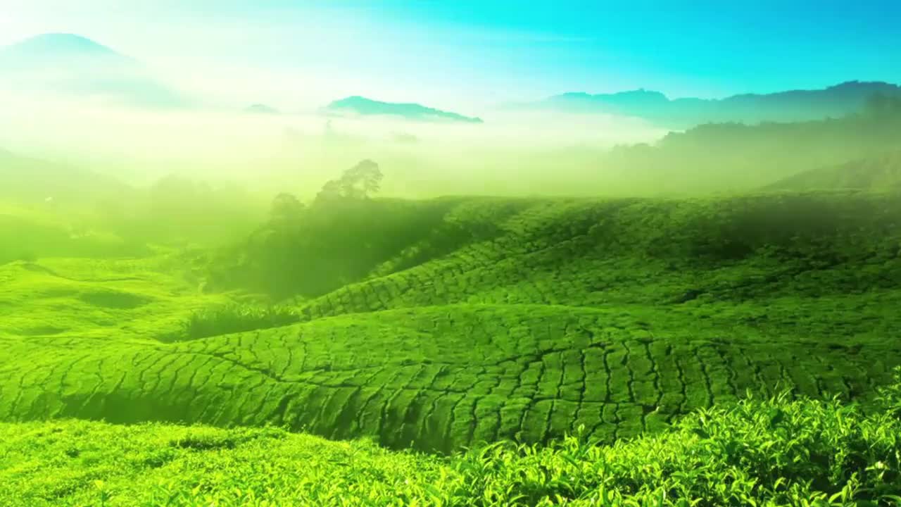 09 名优黄茶鉴赏