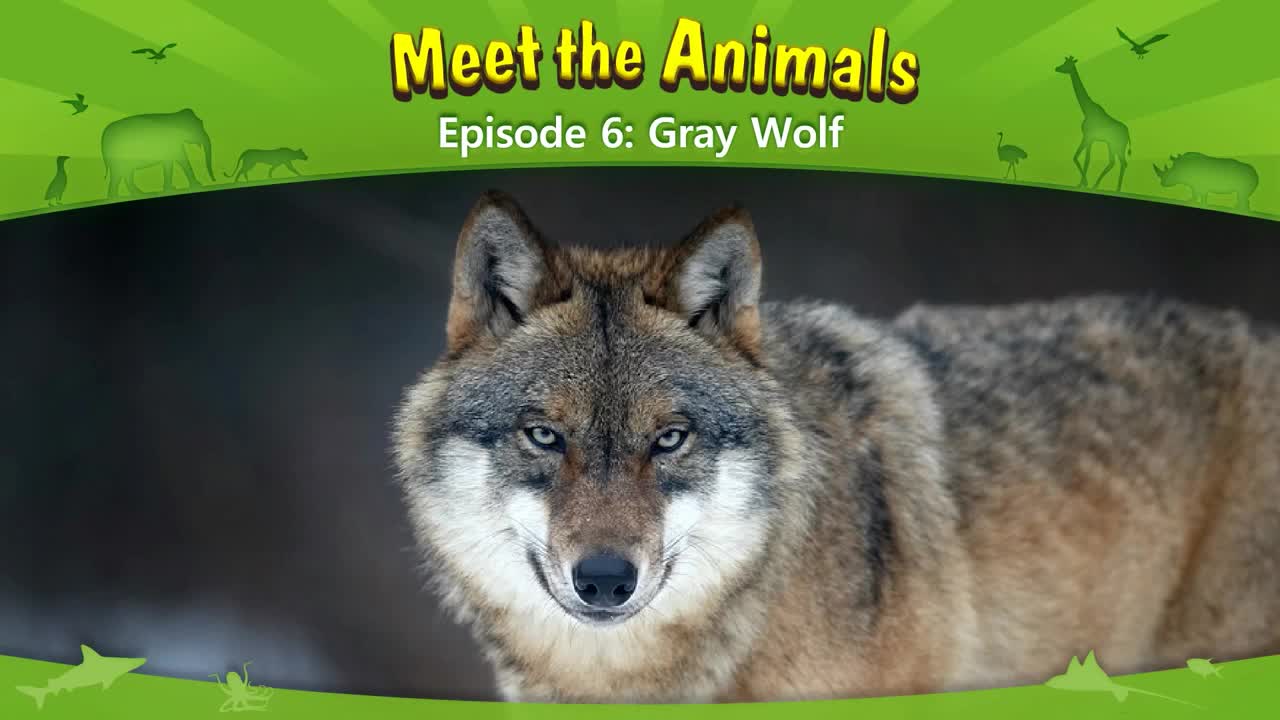lv02-006_Meet the Animals 6_Gray Wolf