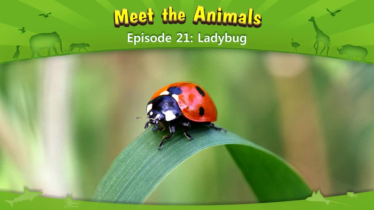 lv02-021_Meet the Animals 21_Ladybug