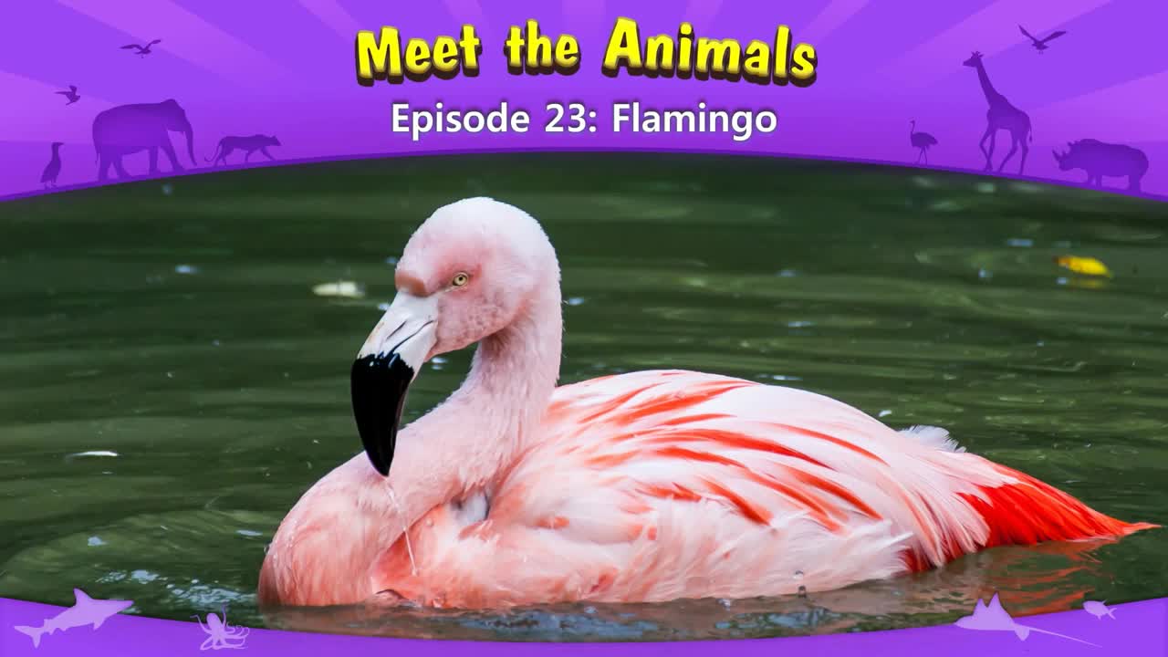 lv02-023_Meet the Animals 23_Flamingo