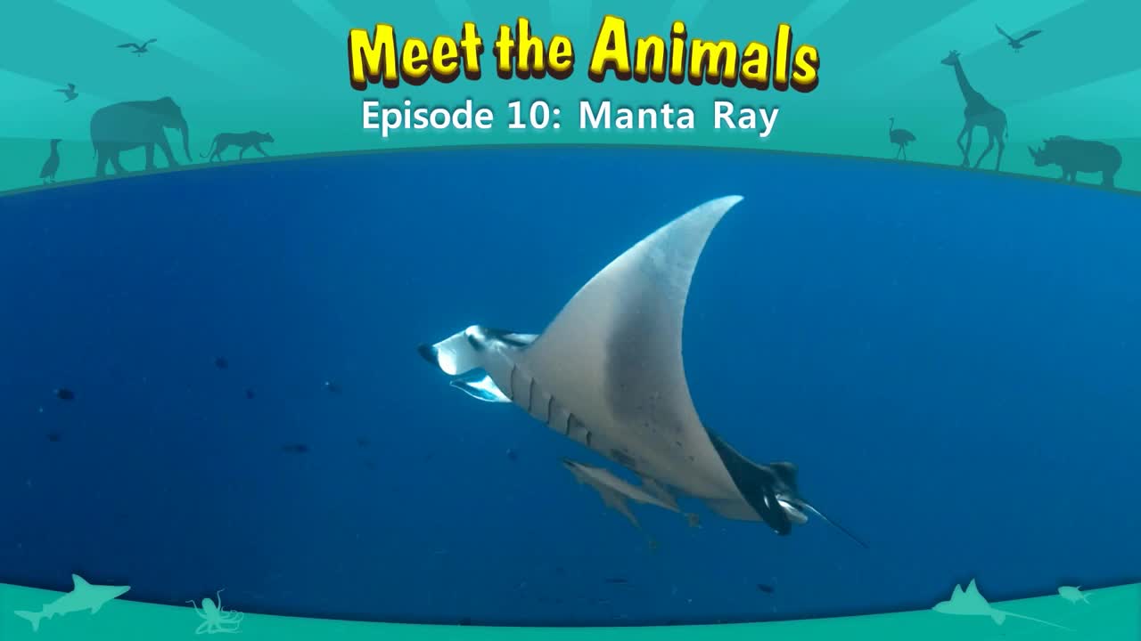 lv02-010_Meet the Animals 10_Manta Ray