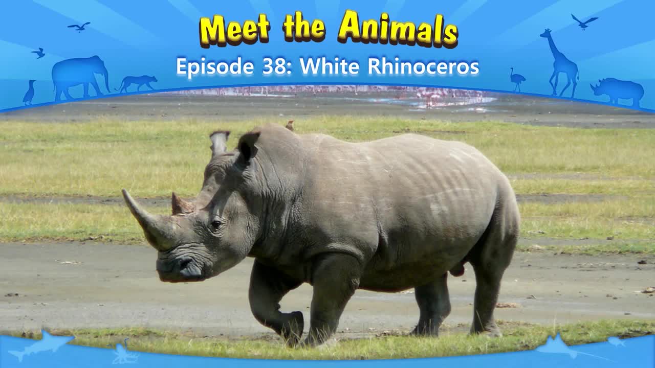 lv02-038_Meet the Animals 38_White Rhinoceros