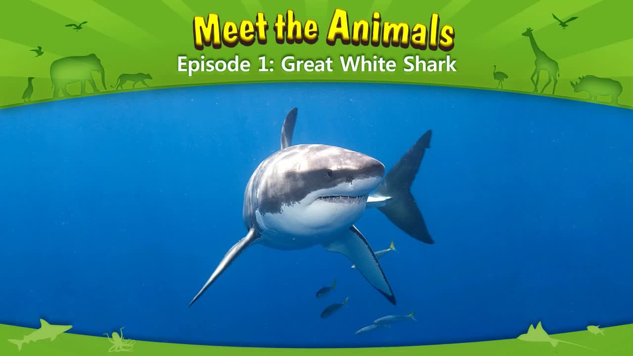 lv02-001_Meet the Animals 1_Great White Shark