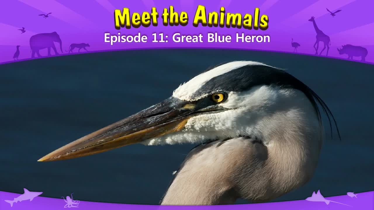 lv02-011_Meet the Animals 11_Great Blue Heron