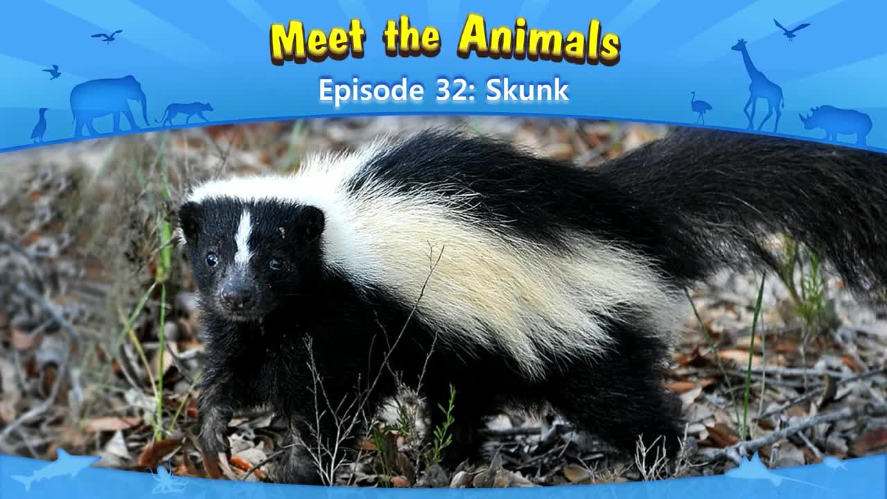 lv02-032_Meet the Animals 32_Skunk