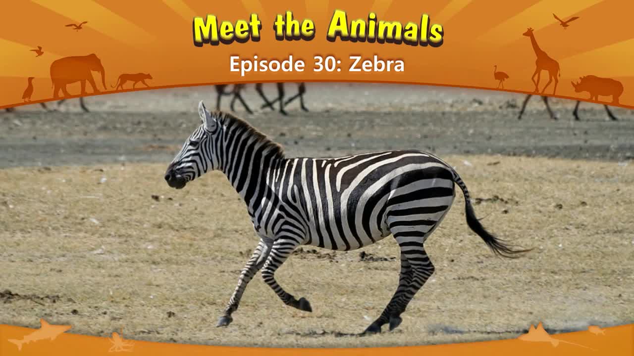 lv02-030_Meet the Animals 30_Zebra