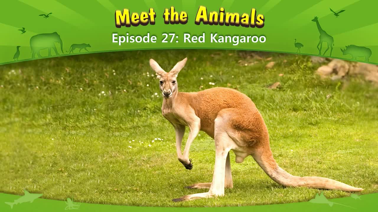 lv02-027_Meet the Animals 27_Red Kangaroo