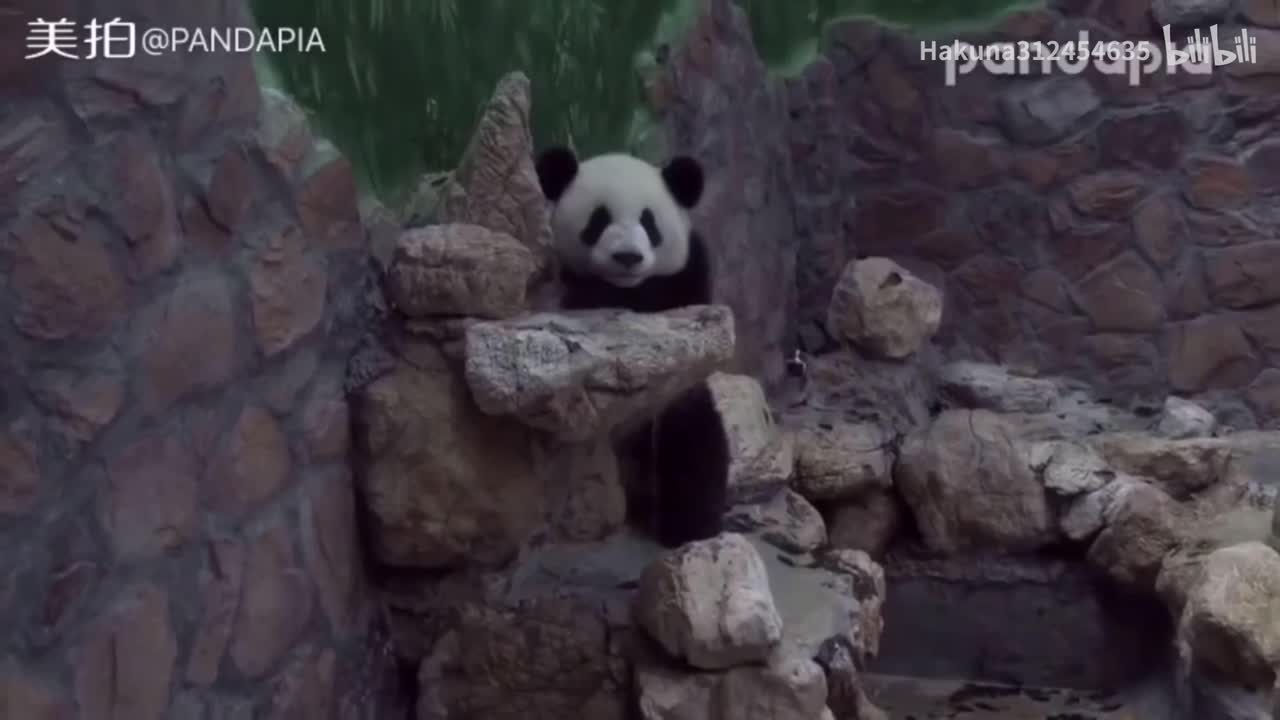 发箍奶爸抱玩偶么么