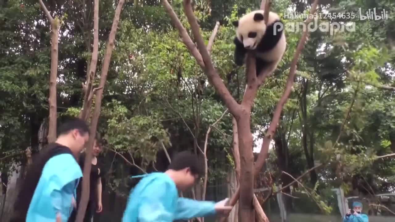 么么是收猫神器