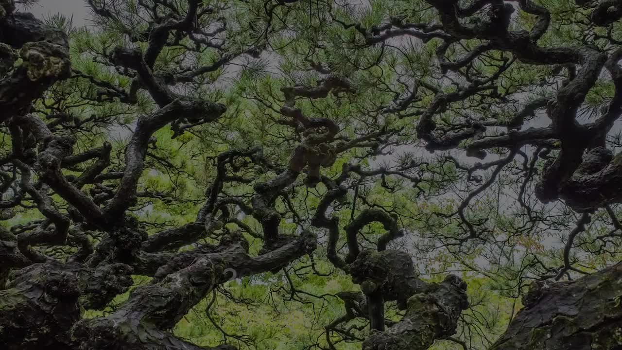 欢迎关注2021世界木材日木音乐项目