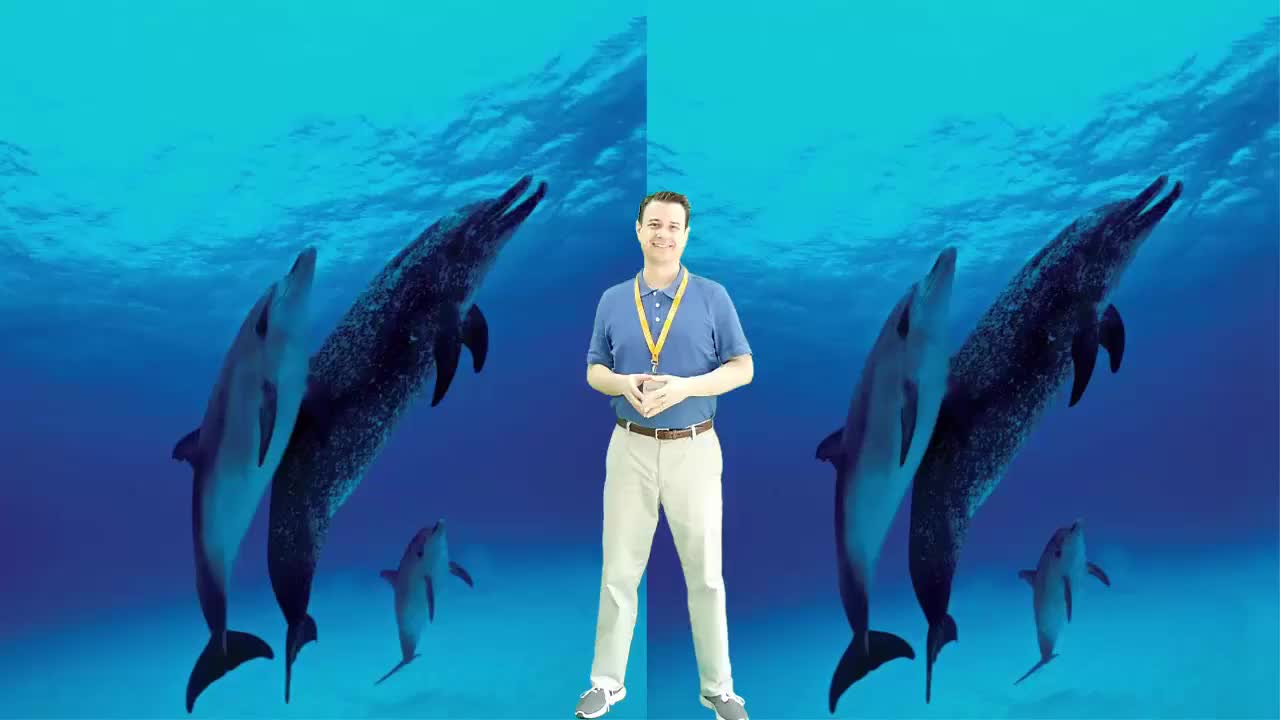 美国艾伦老师海尼曼G1绘本精讲103 All About Dolphins