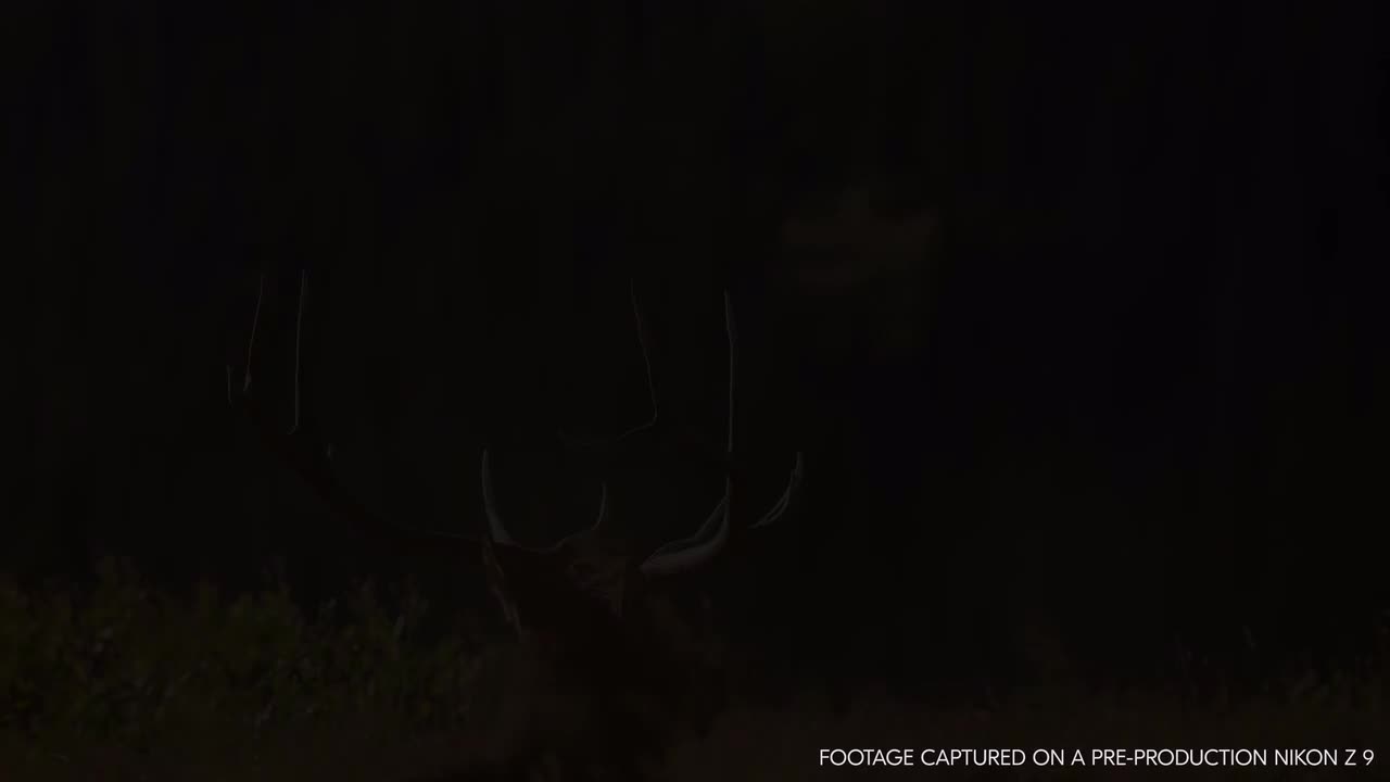 Nikon Z 9 4K 120p Video