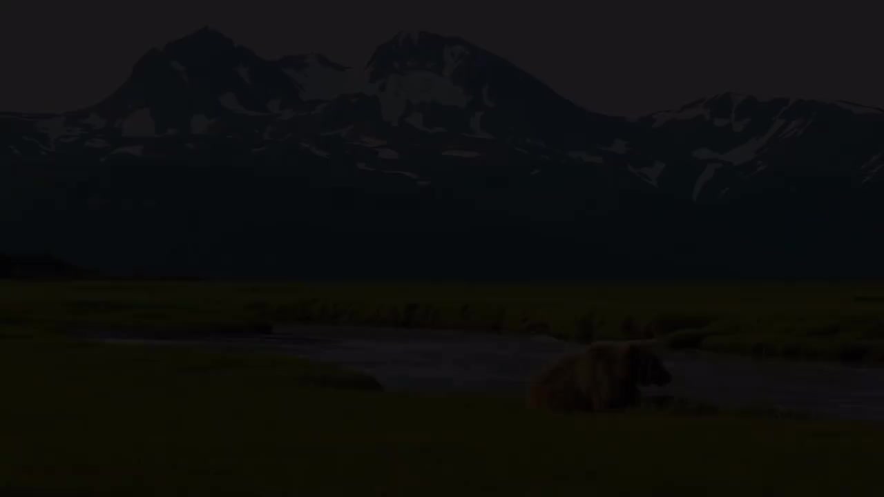 «动物世界» 带有舒缓音乐的风景放松电影〃4K ᵁᴴᴰ