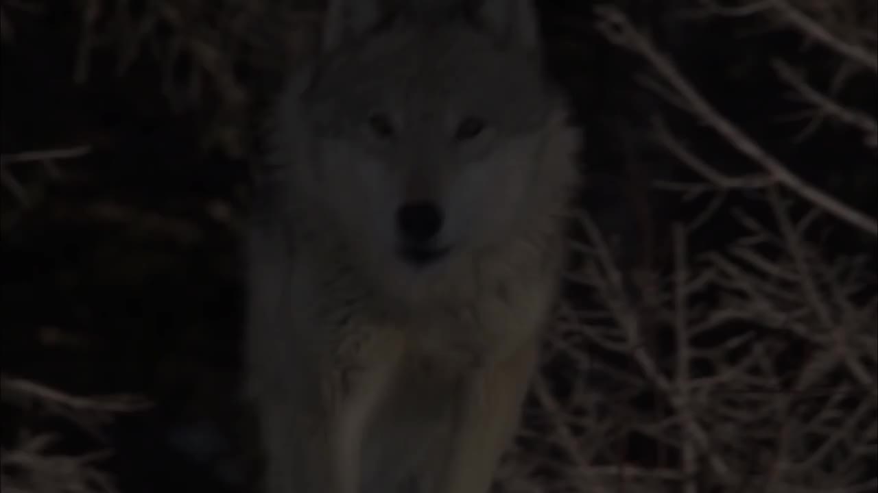 励志影片：孤狼 | LONE WOLF