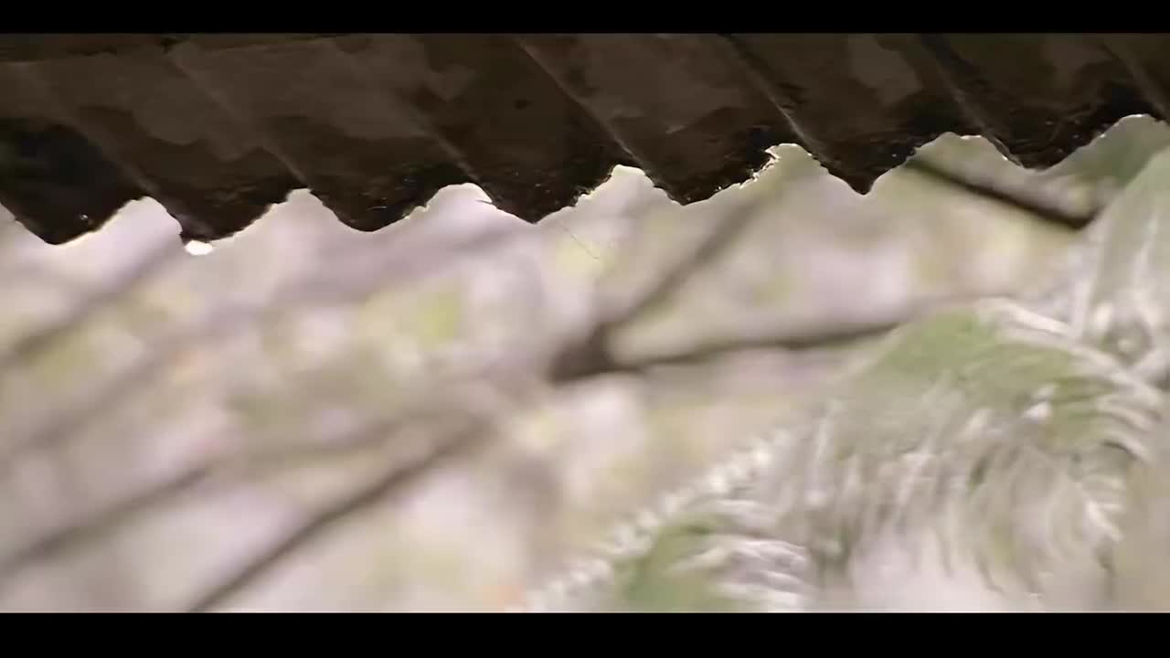 【十一月的萧邦】枫Ver.2--柯佳嬿出演