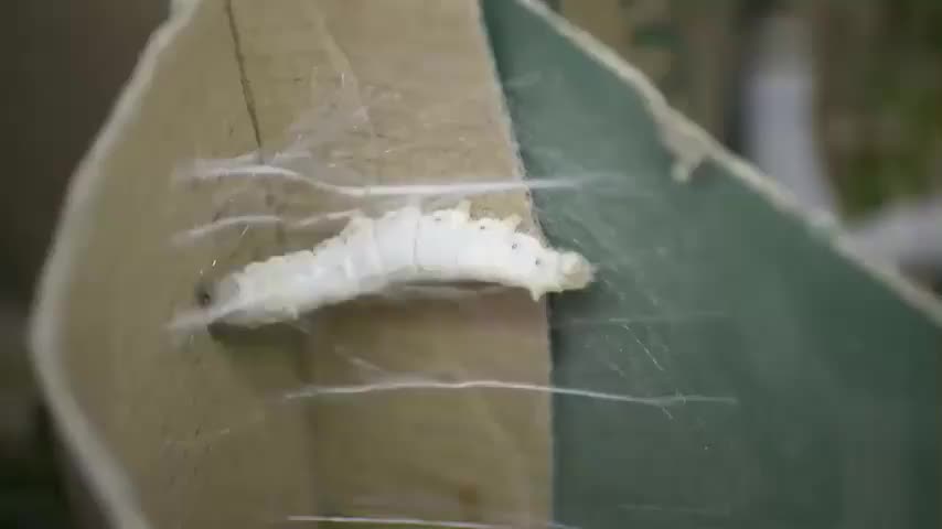 2.4.2 蚕结茧过程（定时摄影）