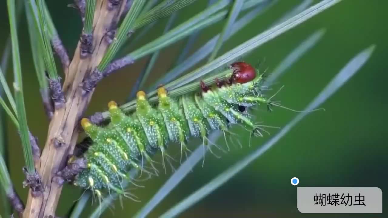 2.4.3 蝴蝶幼虫到蛹