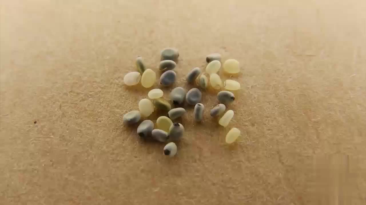 2.6.1 蚕的一生，从孵化到产卵