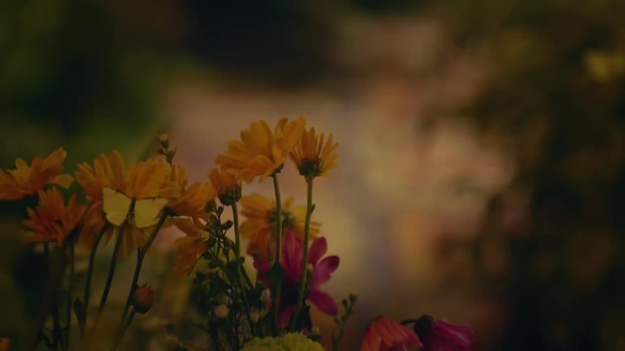 魔法满屋 - Dos Oruguitas