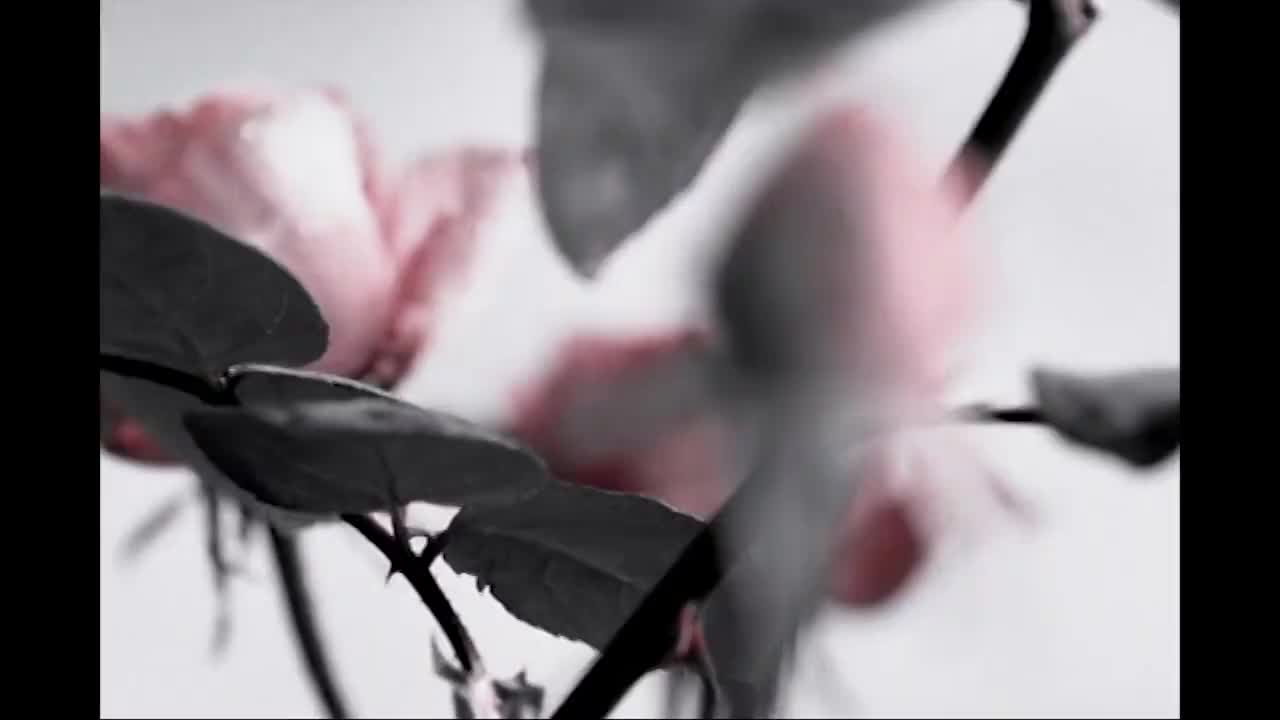 58 Catherine【专辑：太平盛世】