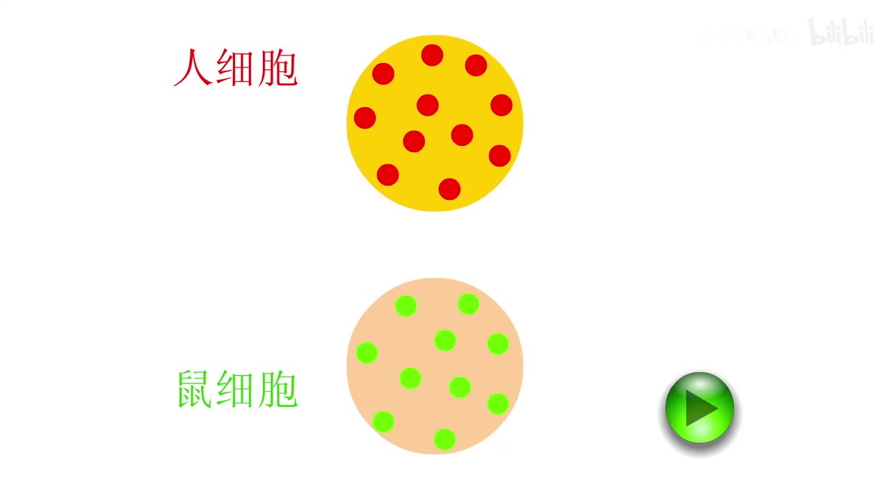 02.人细胞与鼠细胞诱导融合