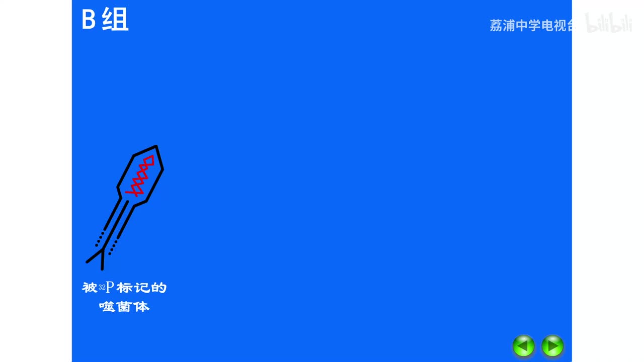 11.噬菌体侵染细菌实验（B组）