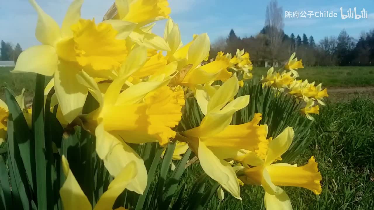 简·菲利普斯 朗读诗歌《咏水仙》